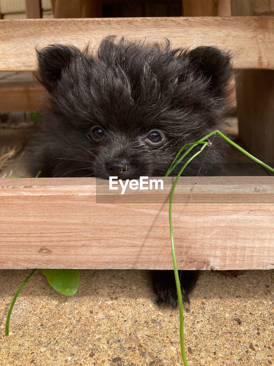 animal themes, one animal, pet, mammal, animal, domestic animals, dog, wood, young animal, canine, portrait, no people, puppy, looking at camera, black, cute, animal body part, animal hair, lap dog