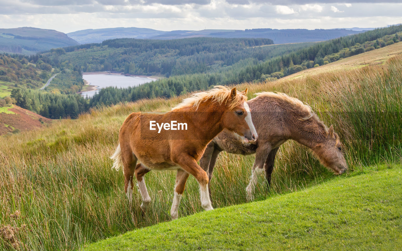 Wild horses of wales