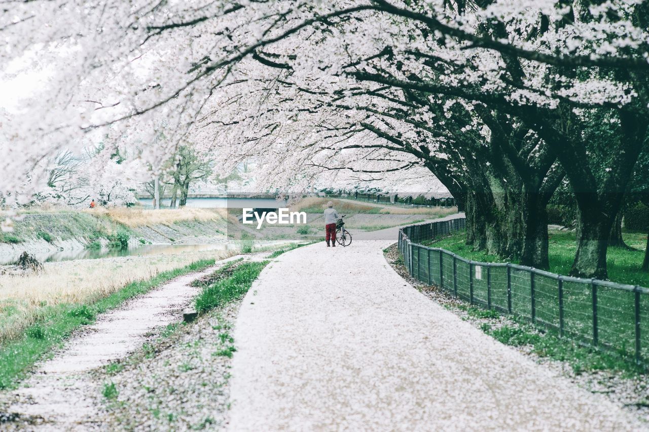 Person standing on footpath by cherry trees