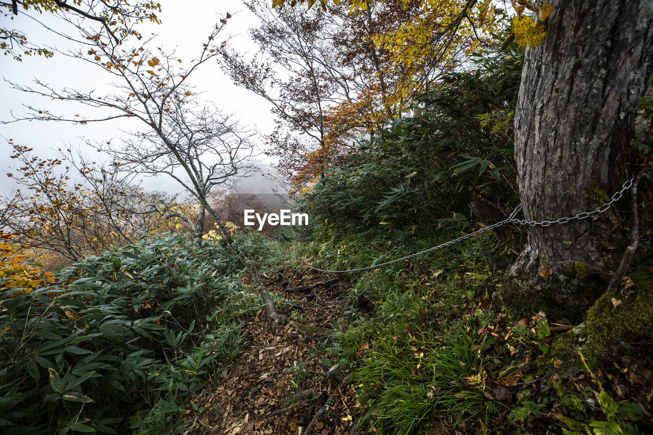 VIEW OF TREES IN FOREST