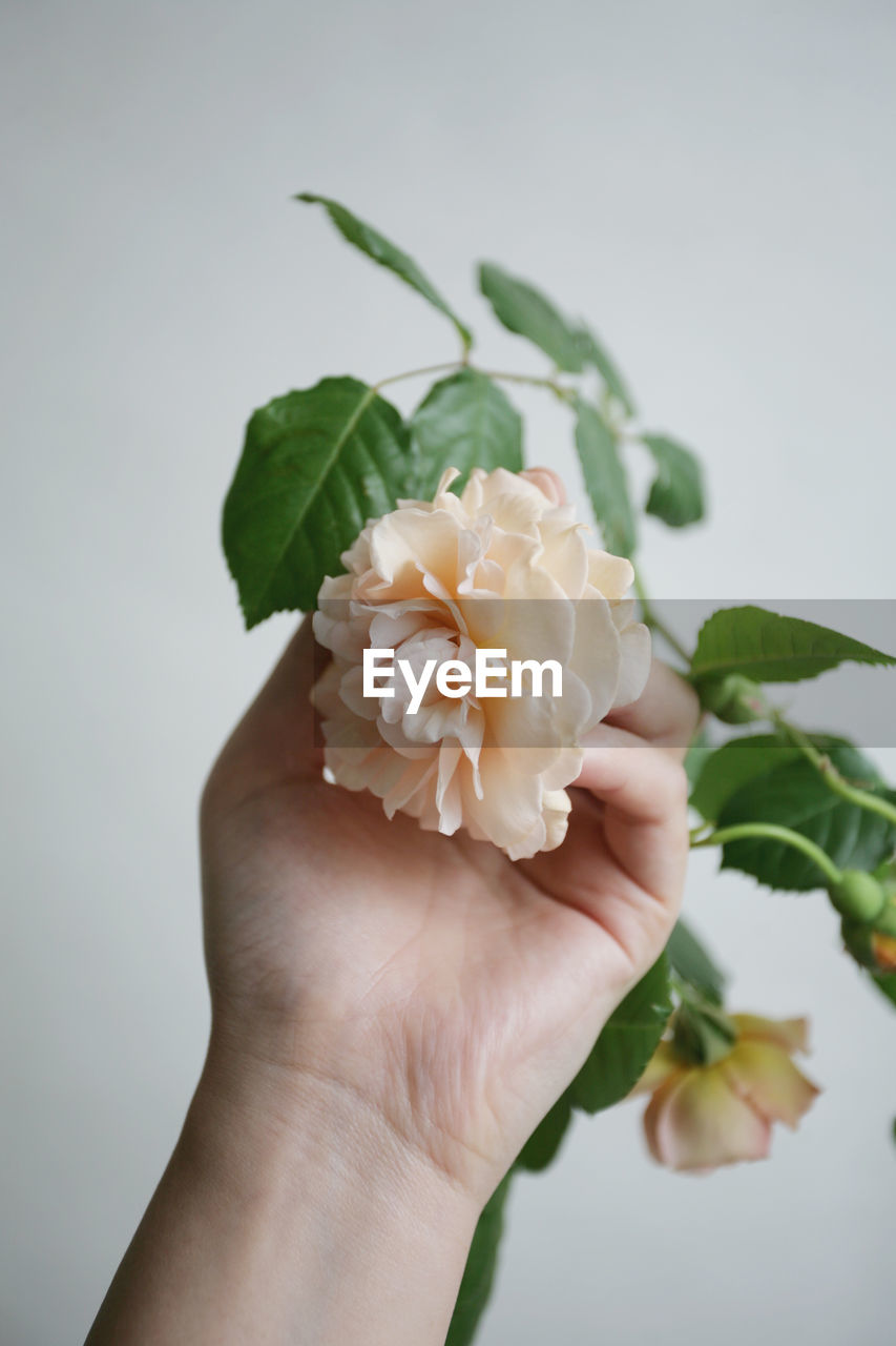 CLOSE-UP OF HAND HOLDING WHITE ROSE FLOWER IN VASE