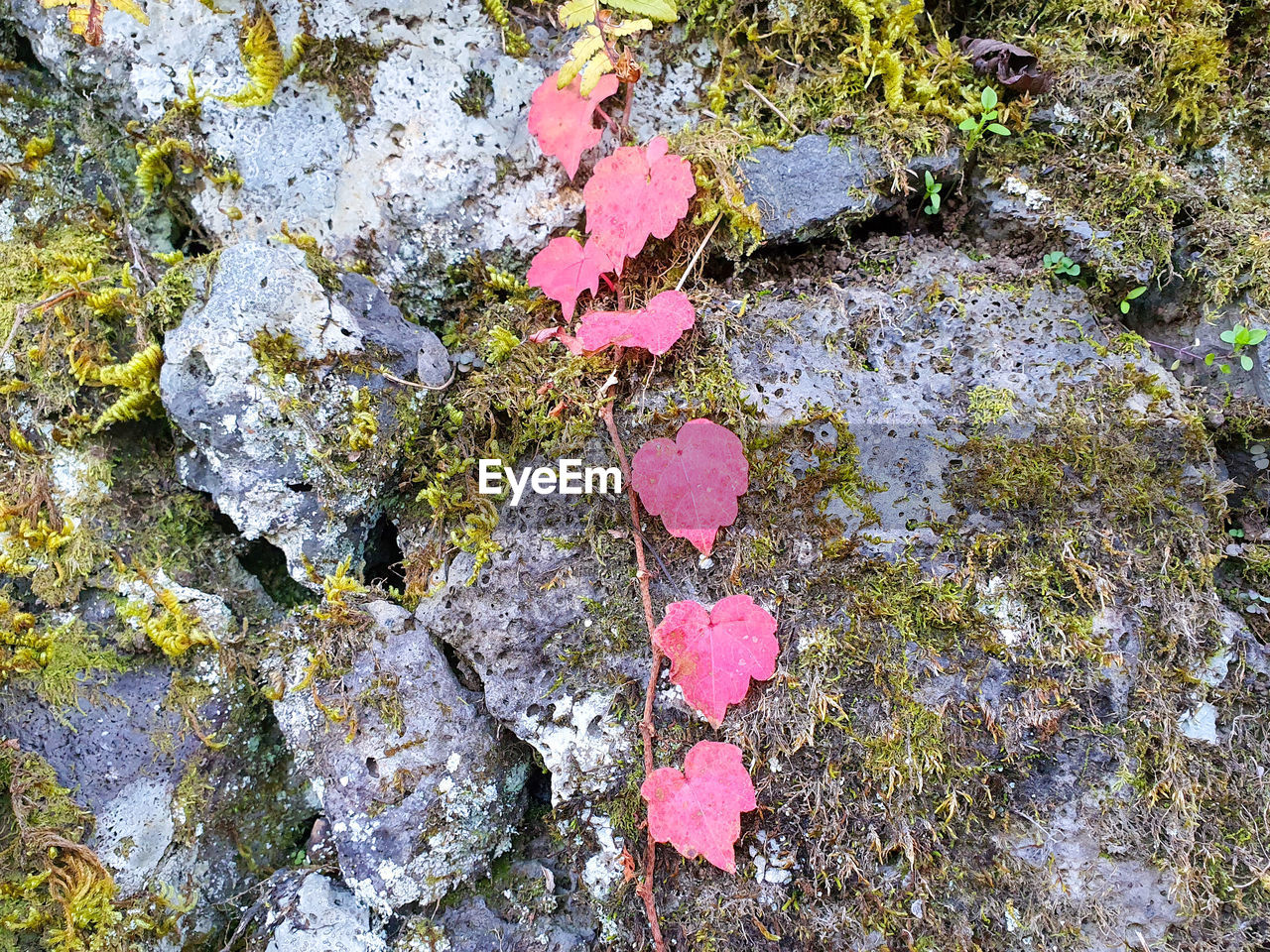 HIGH ANGLE VIEW OF PINK ROSE ON ROCK AGAINST STONE WALL