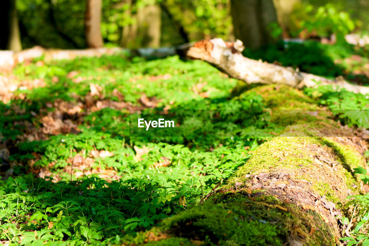Close-up of moss on a fallen tree
