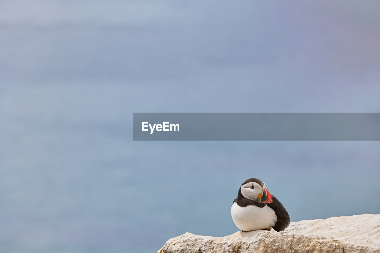 Puffin standing on a rock cliff . fratercula arctica