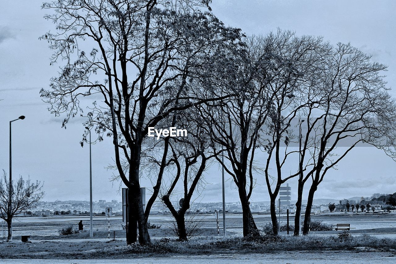 BARE TREES ON SNOW COVERED LANDSCAPE