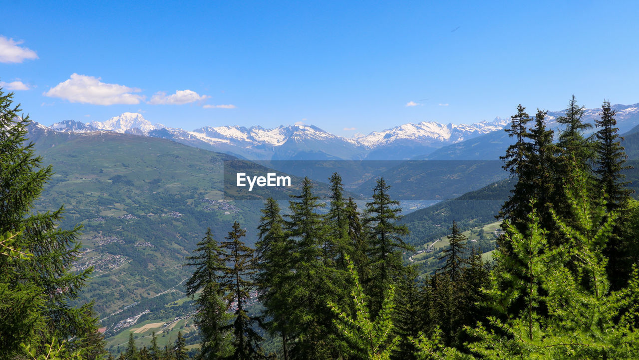 Scenic view of pine trees against sky