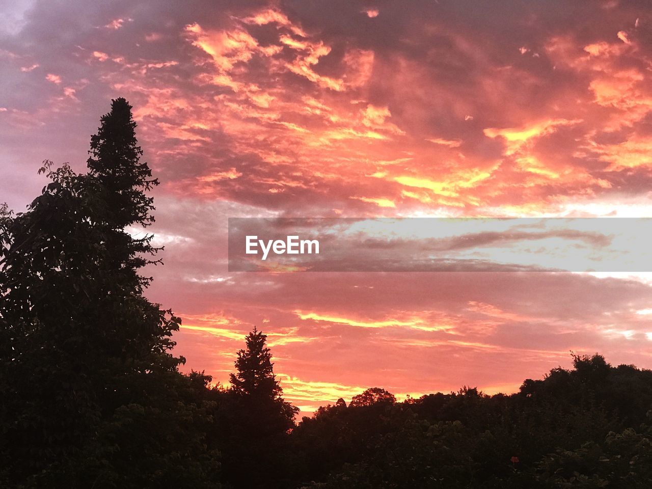 LOW ANGLE VIEW OF SILHOUETTE TREES AGAINST ORANGE SKY