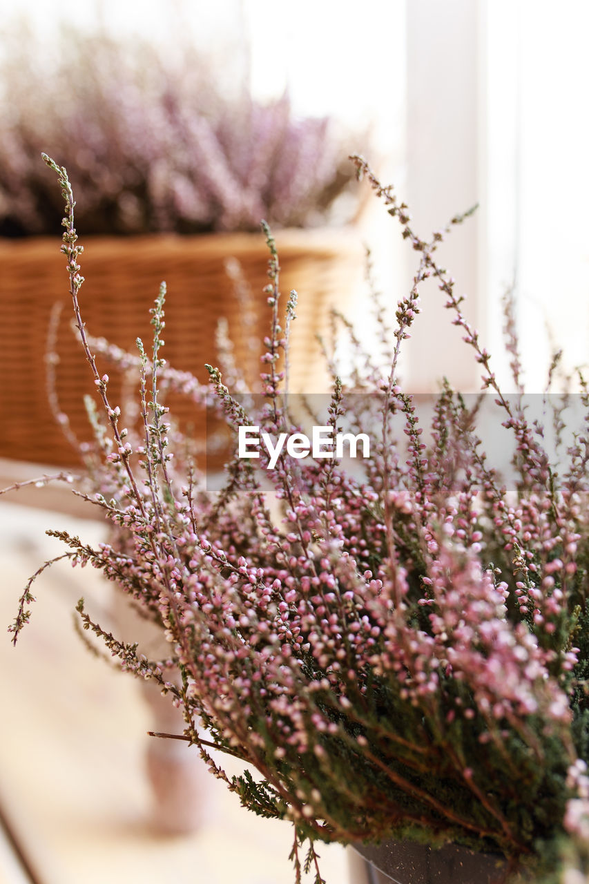 Indoor dry purple heather flowers in a wicker basket on the windowsill of the house