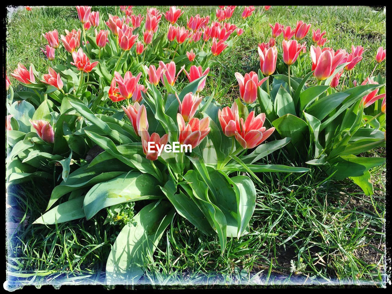 CLOSE-UP OF RED FLOWER PLANTS