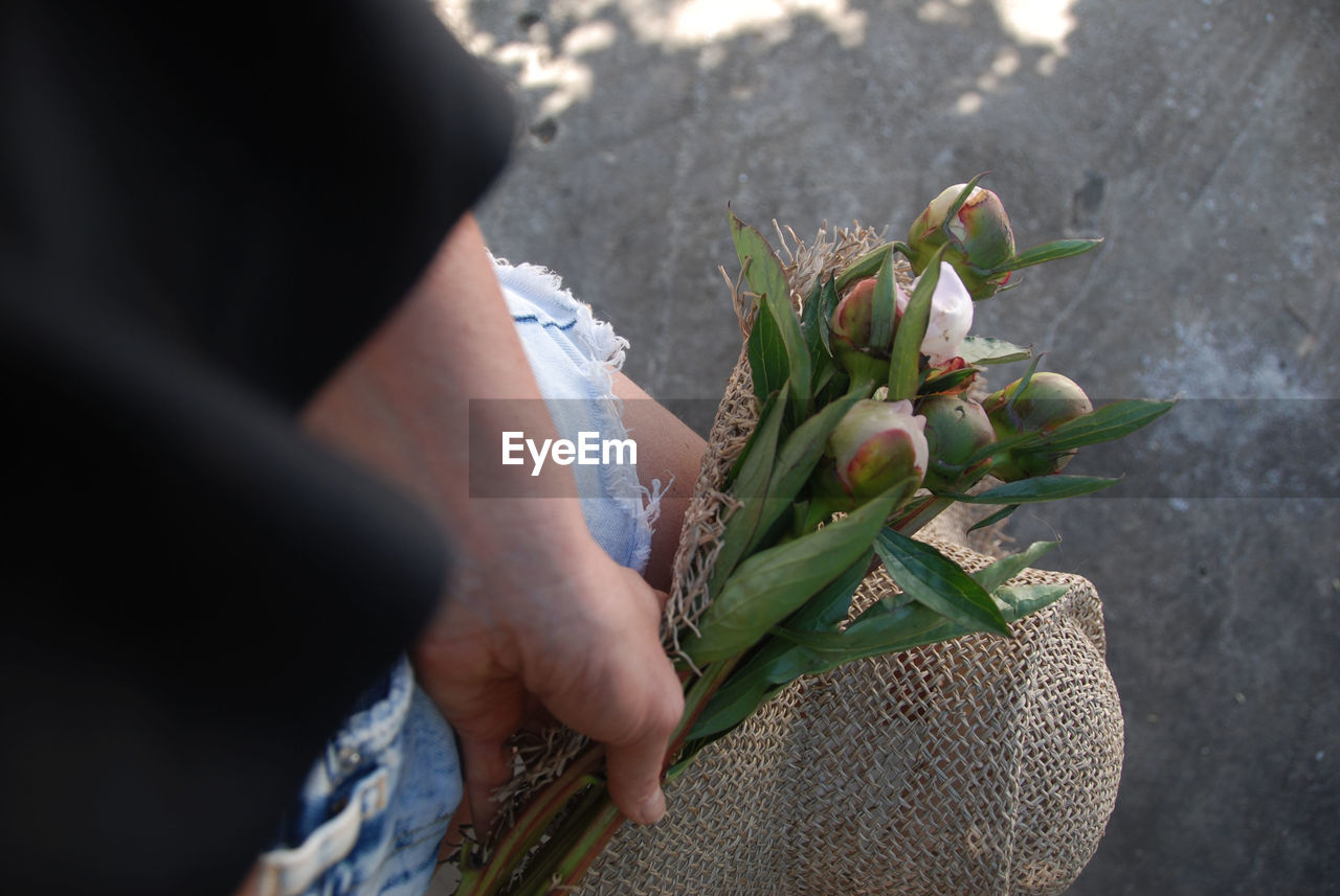 Close-up of hand holding flowering plant