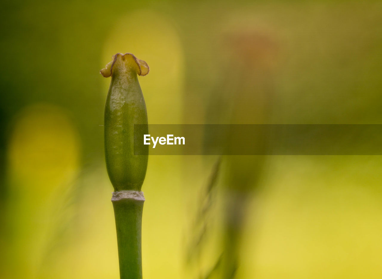 green, yellow, close-up, plant, macro photography, flower, nature, leaf, no people, freshness, plant stem, beauty in nature, growth, bud, focus on foreground, day, outdoors, food, vegetable, grass, plant part, beginnings, selective focus, flowering plant, food and drink, animal themes, fragility