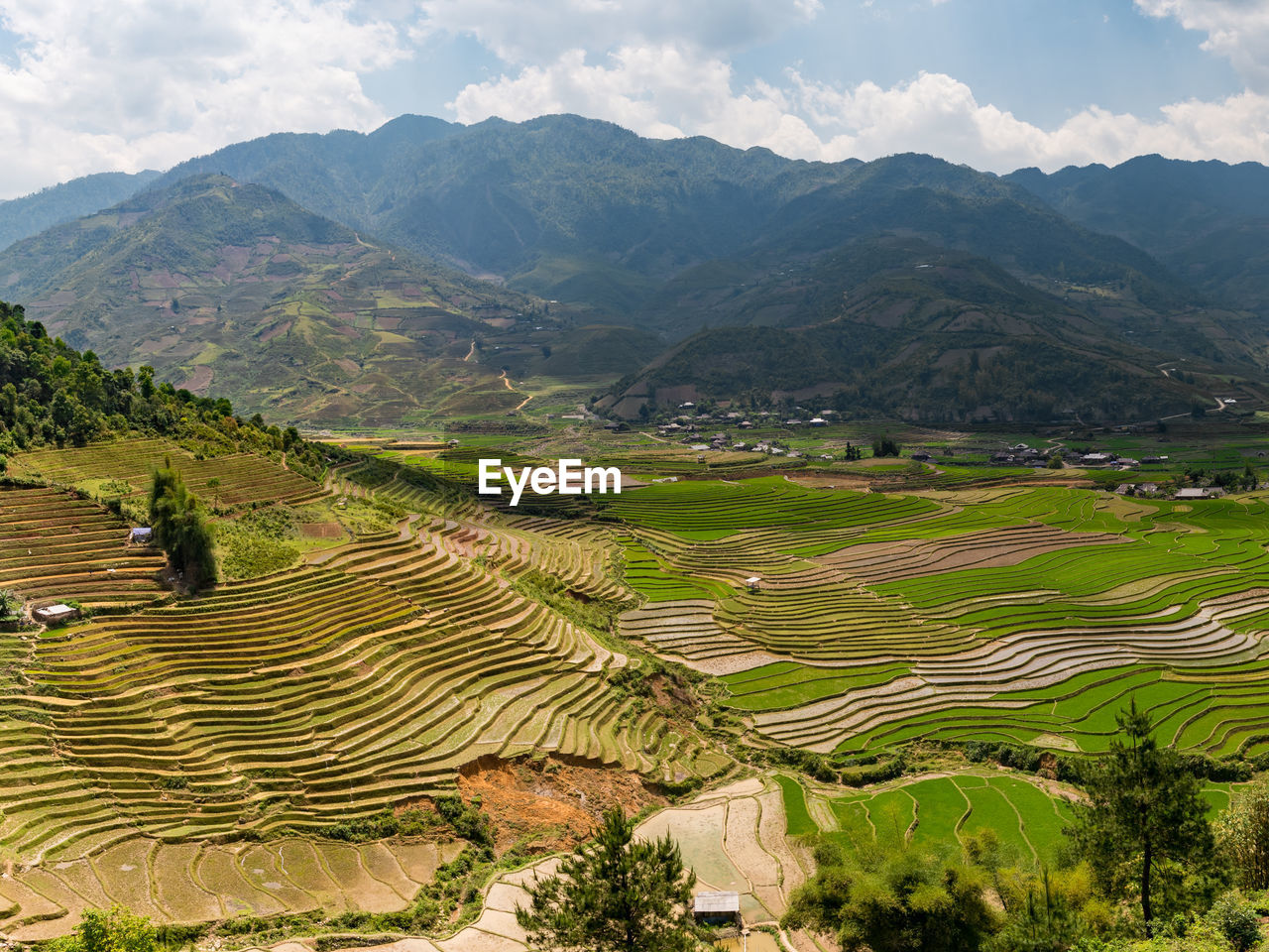 Scenic view of rice paddy against mountains