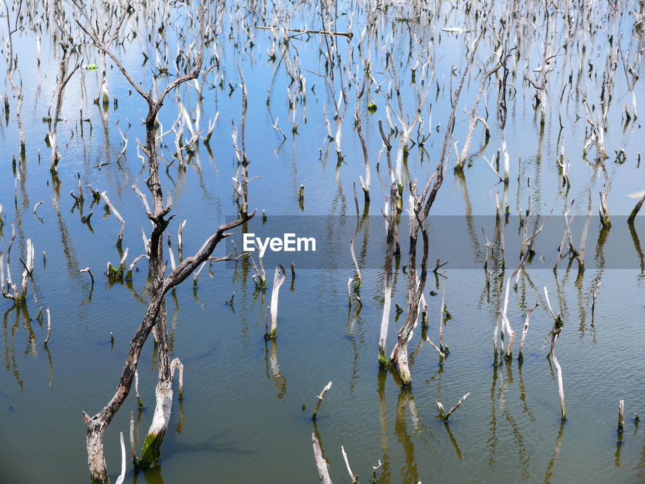 High angle view of plants by lake against sky