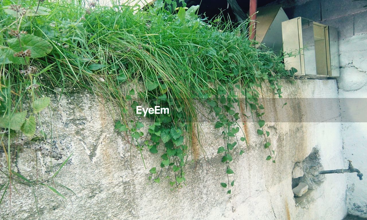 PLANTS AGAINST WALL