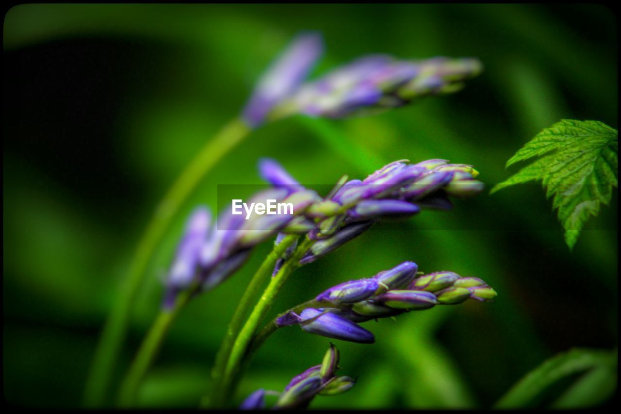 CLOSE-UP OF PURPLE FLOWERS BLOOMING