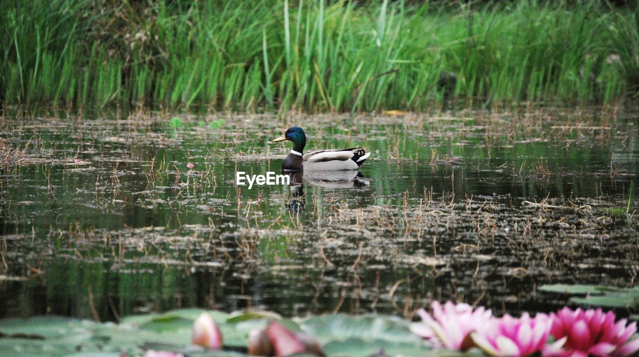 DUCK SWIMMING IN LAKE