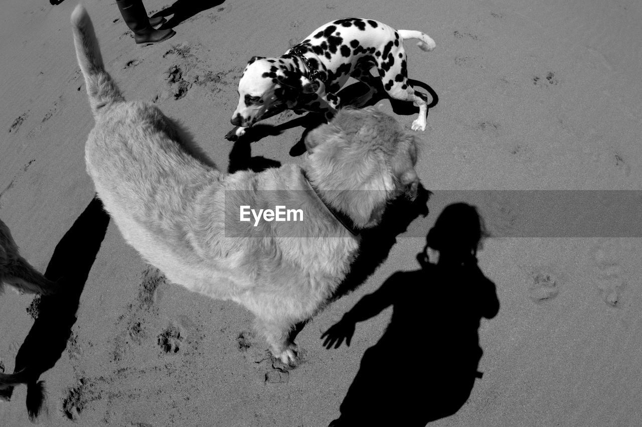 HIGH ANGLE VIEW OF DOG STANDING WITH SHADOW