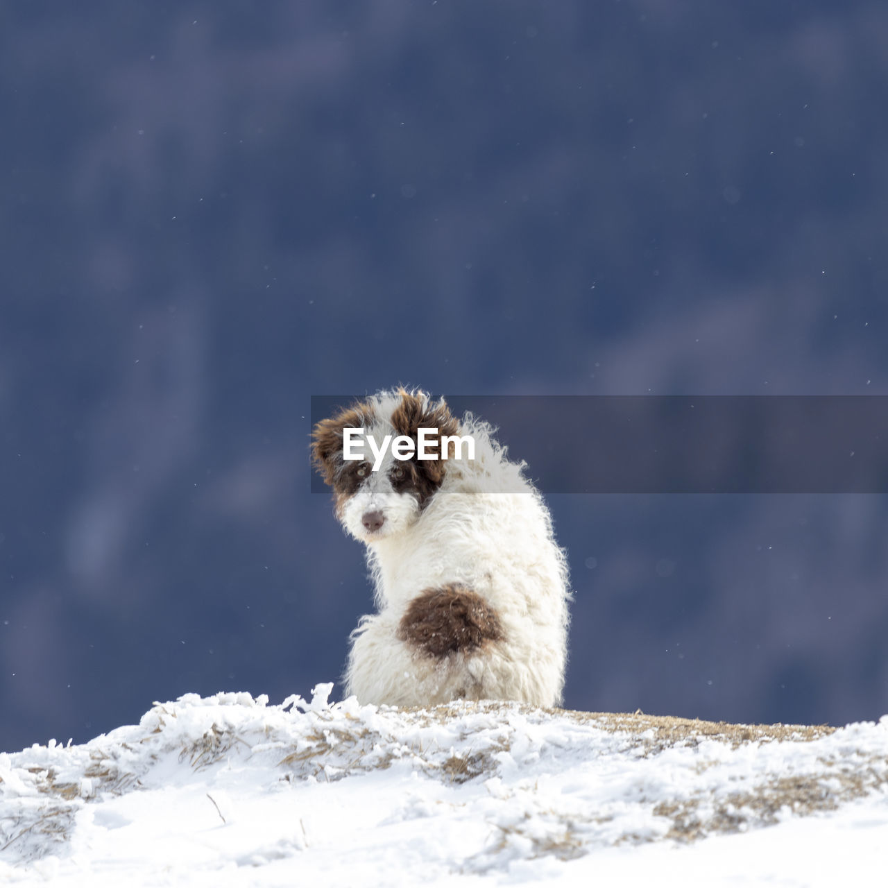 White dog on snow covered landscape