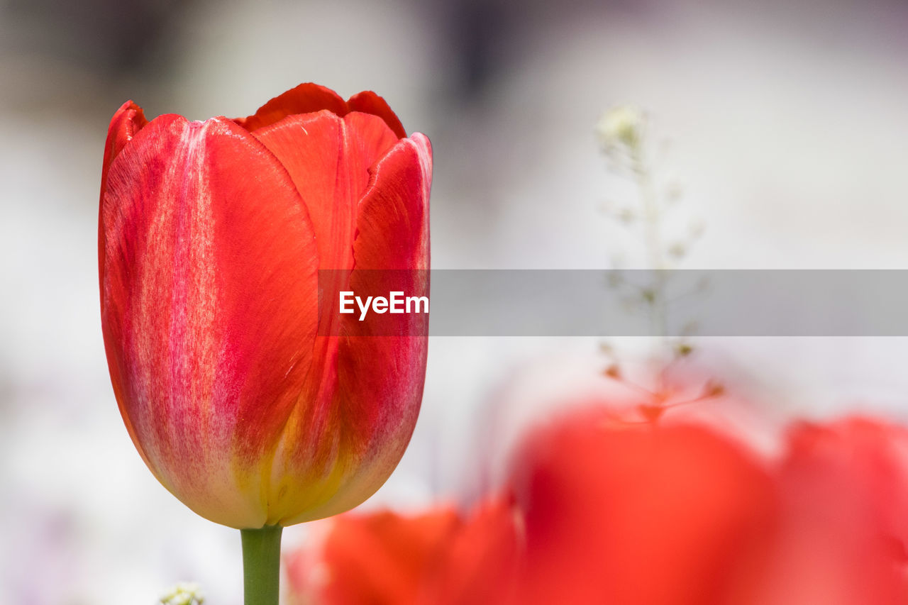 Close-up of red flower