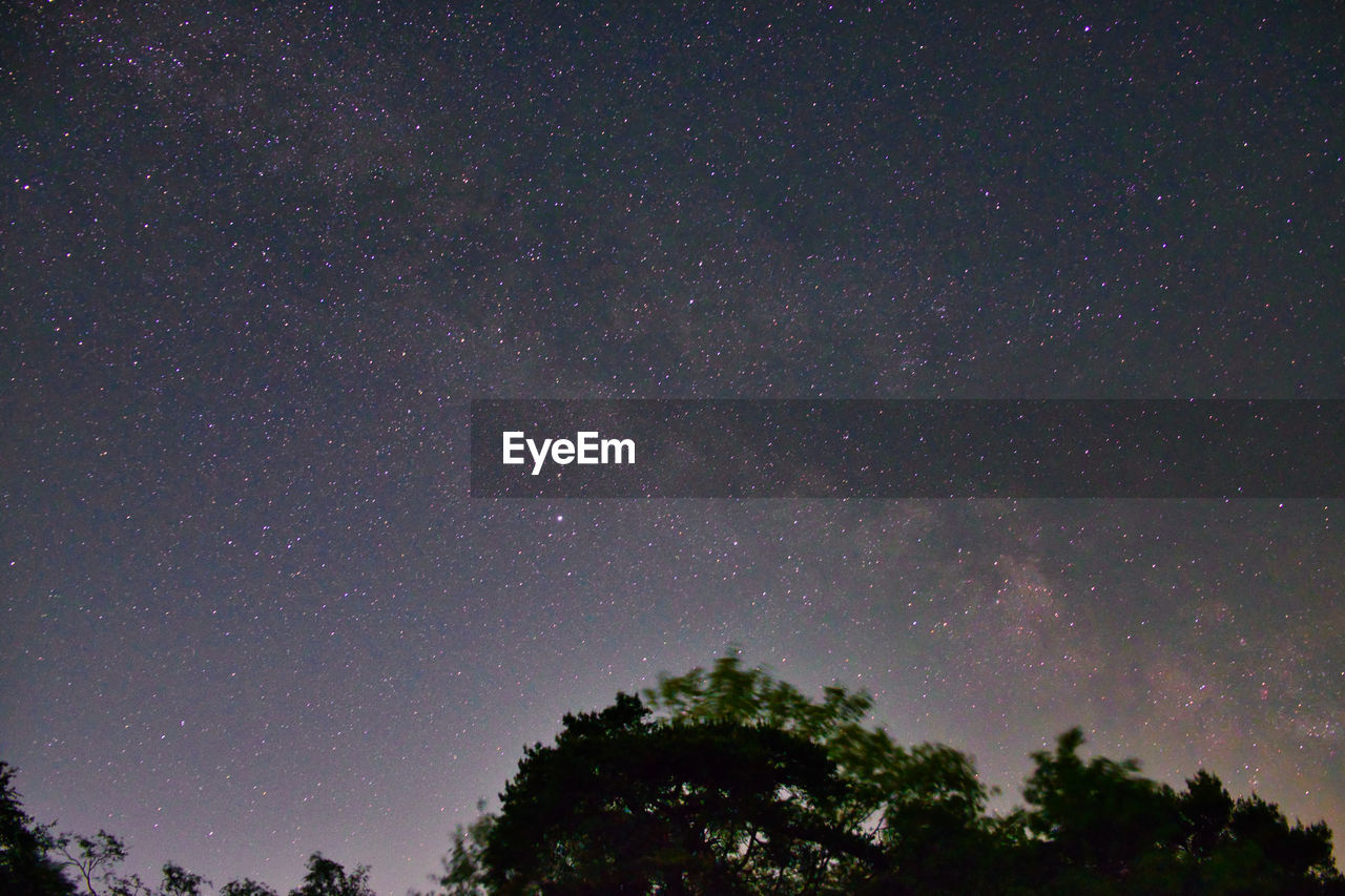 LOW ANGLE VIEW OF TREES AGAINST STAR FIELD