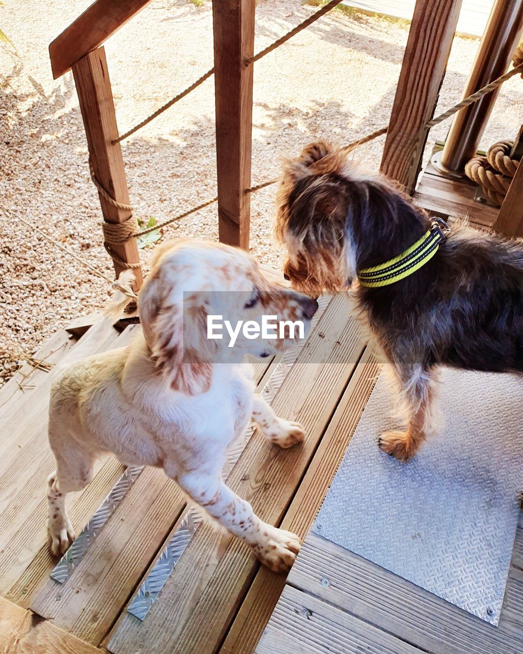 HIGH ANGLE VIEW OF DOG RELAXING ON WOOD OUTDOORS