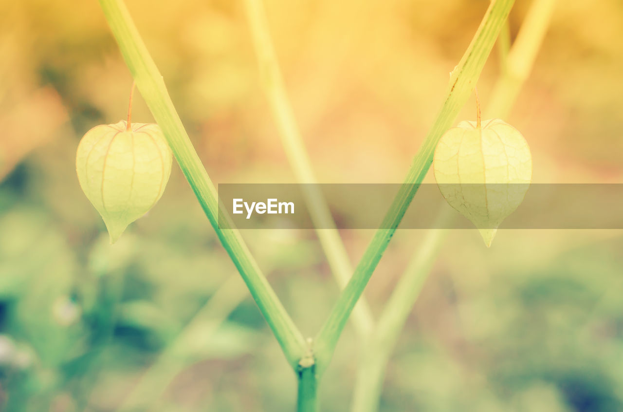 Soft focus spring grass flower nature wallpaper background