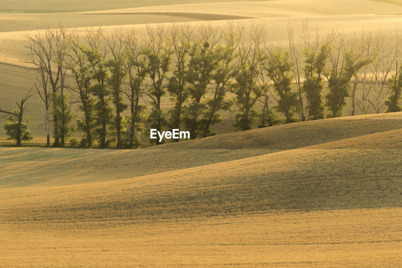 Scenic view of trees on rolling field near kyjov, hodonin district, south moravian region, moravia, czech republic