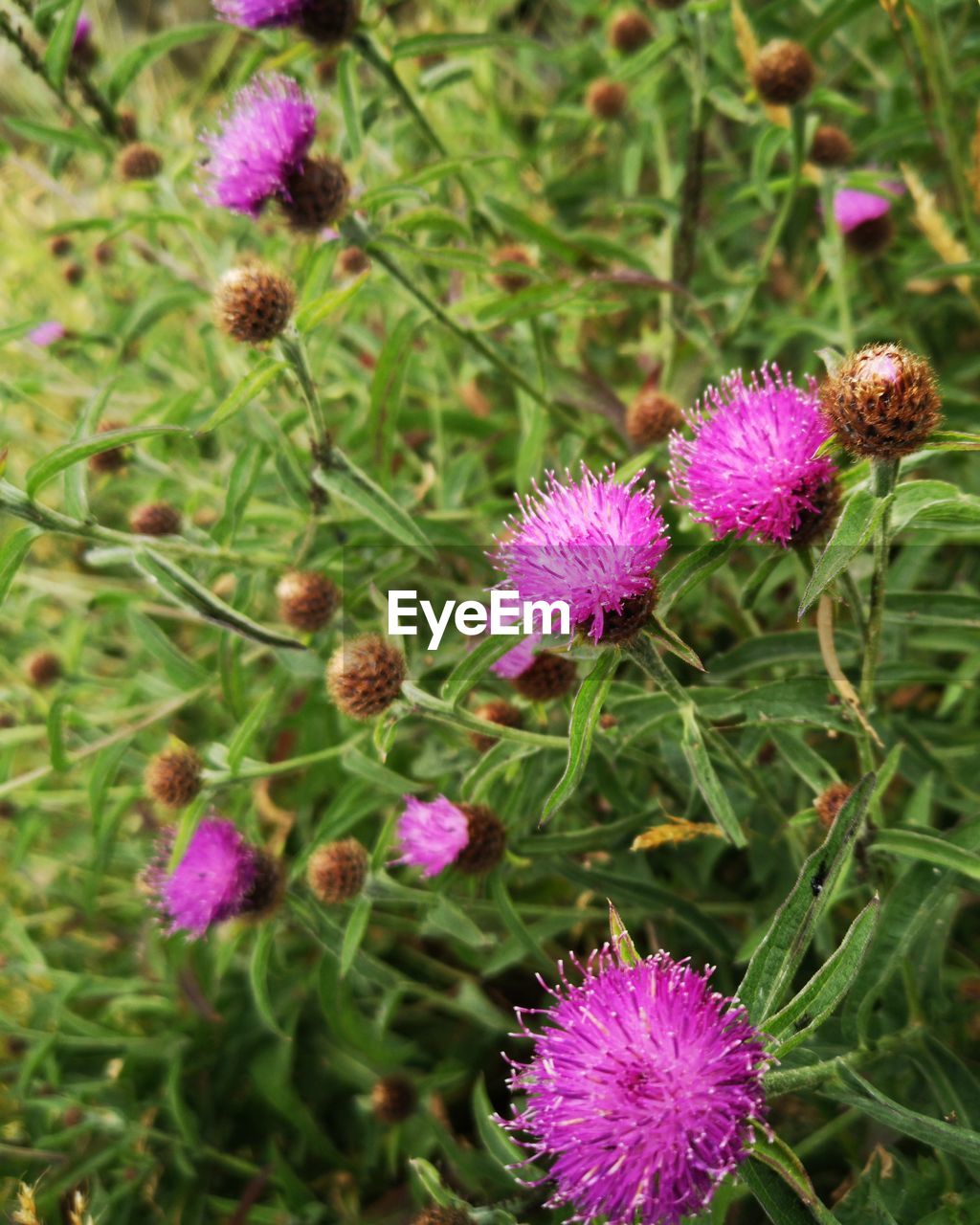 CLOSE-UP OF FRESH PURPLE THISTLE FLOWERS