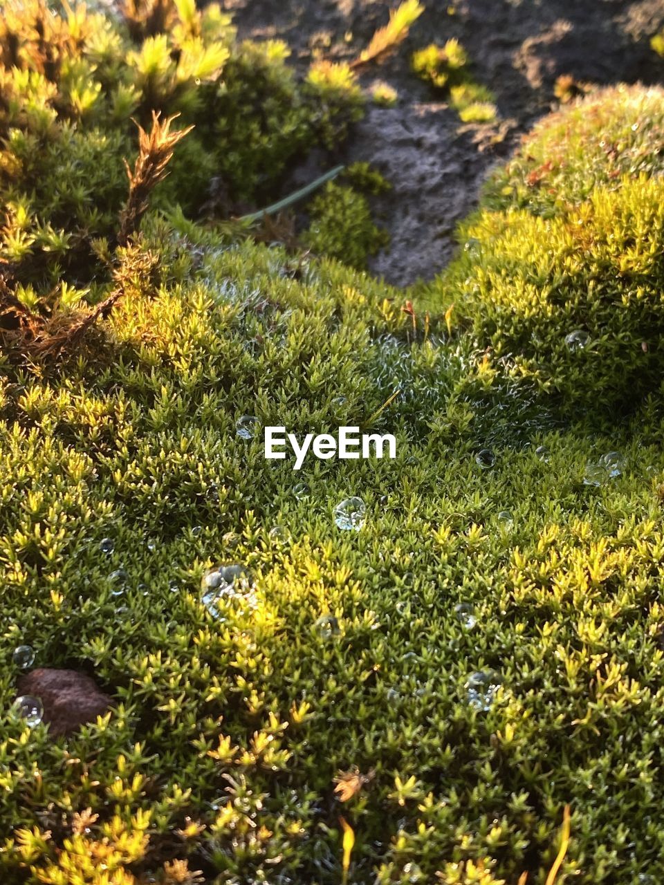 plant, yellow, growth, beauty in nature, nature, sunlight, autumn, leaf, flower, no people, day, high angle view, wildflower, tranquility, land, green, tree, vegetation, meadow, outdoors, freshness, flowering plant, field, woodland, water