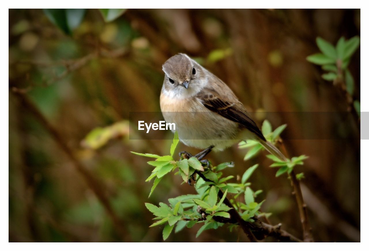 CLOSE-UP OF HUMMINGBIRD PERCHING ON PLANT