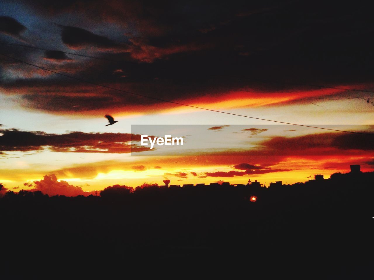 SILHOUETTE OF TREES AT SUNSET