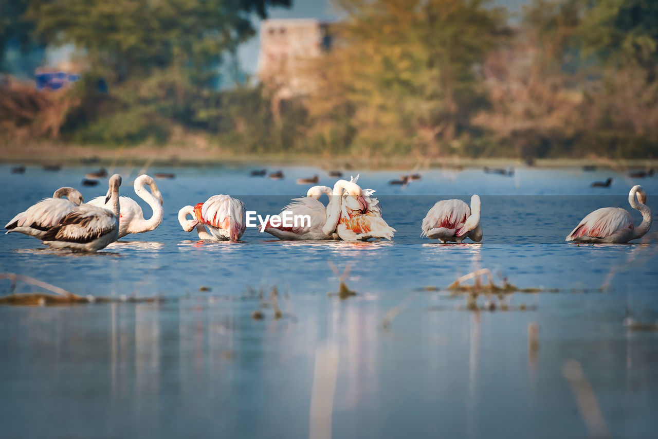 Lesser flamingos in a lake 