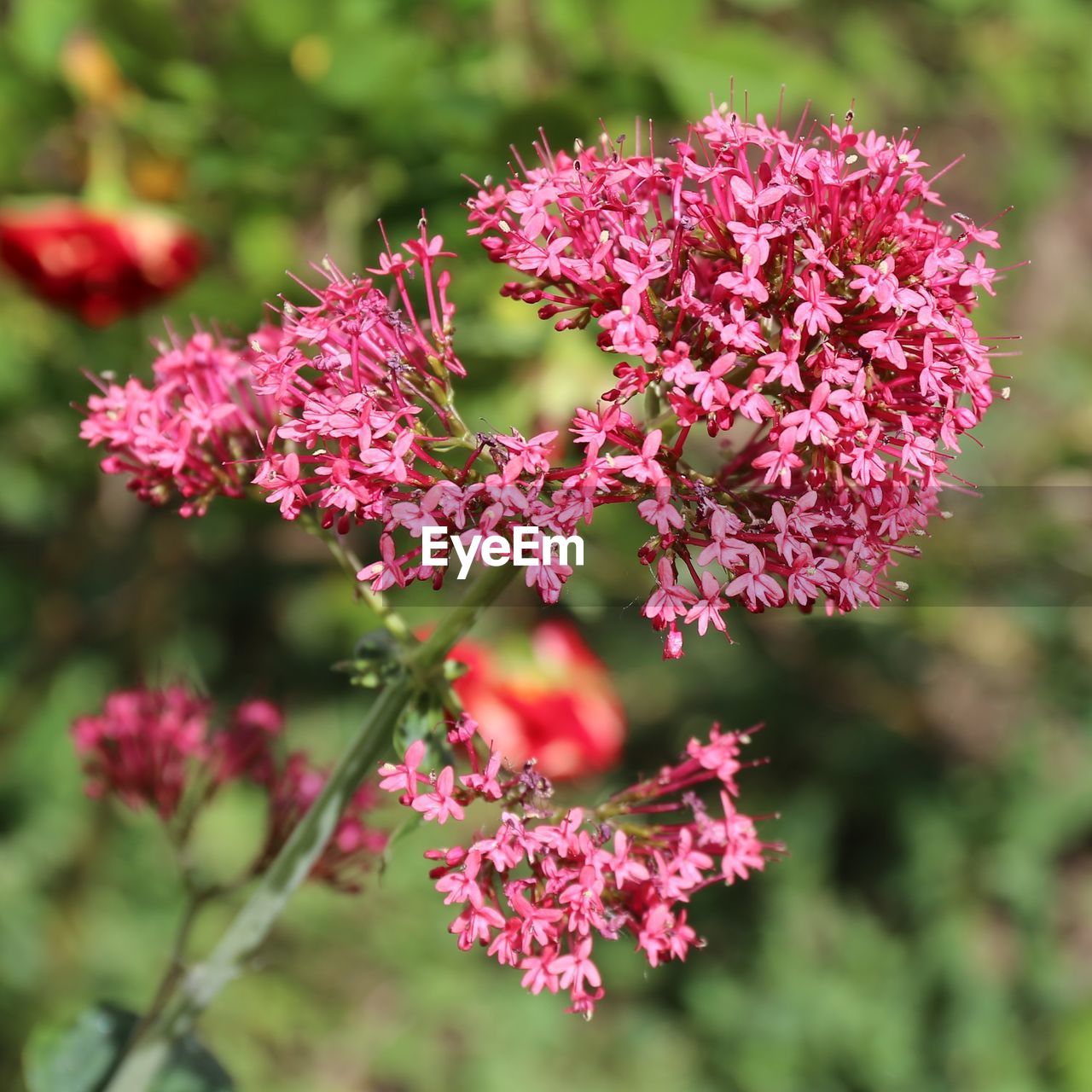 PINK FLOWERS BLOOMING OUTDOORS