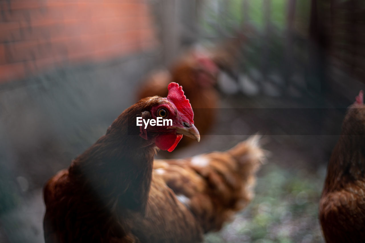 Close-up of a bird