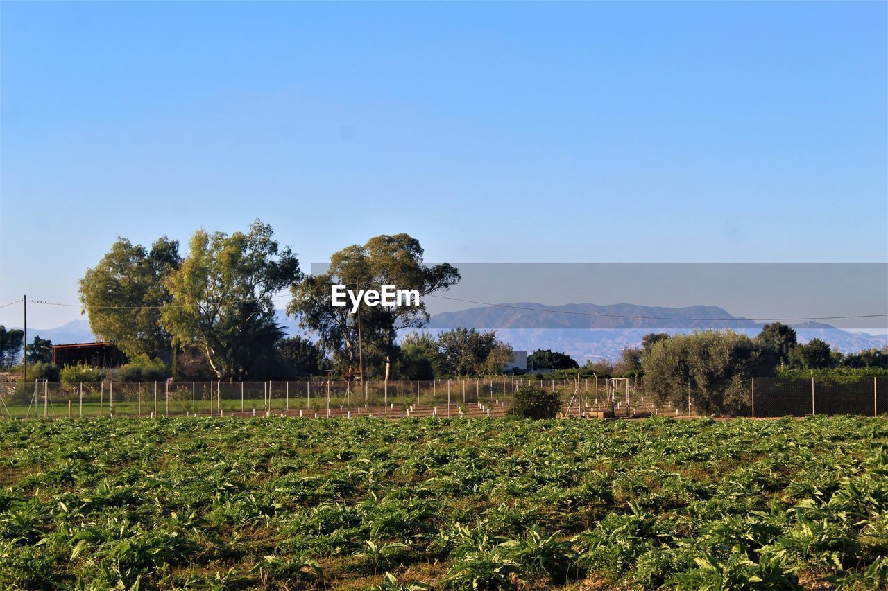 plant, agriculture, landscape, sky, field, land, environment, nature, rural scene, growth, tree, food and drink, crop, farm, scenics - nature, food, rural area, no people, hill, plantation, clear sky, flower, blue, beauty in nature, green, outdoors, soil, tranquility, fruit, day, vineyard, healthy eating, architecture