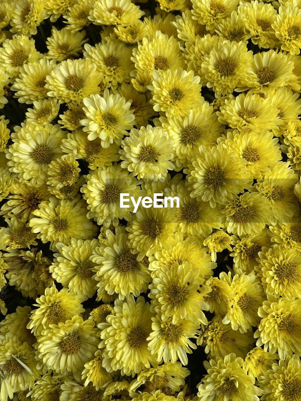 flower, flowering plant, yellow, chrysanths, plant, beauty in nature, freshness, fragility, growth, full frame, backgrounds, flower head, inflorescence, no people, close-up, nature, petal, abundance, day, high angle view, outdoors