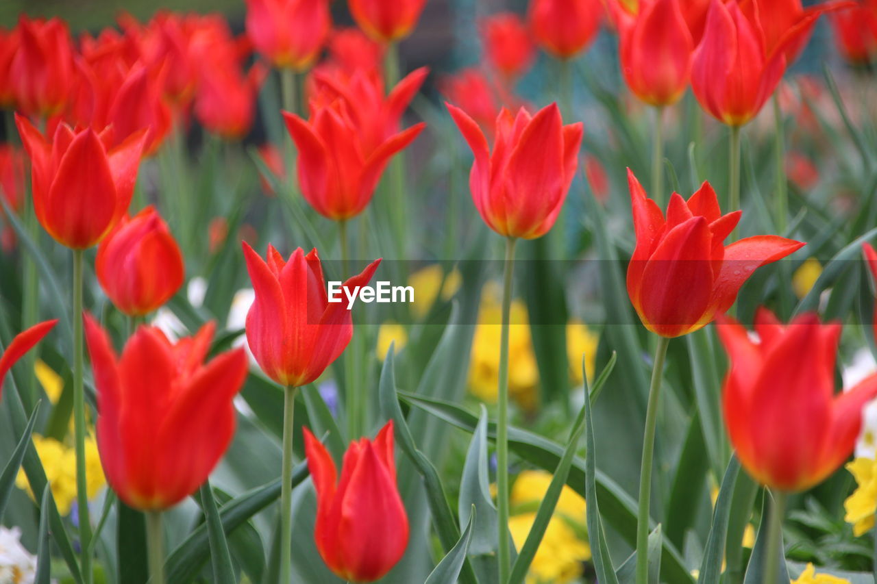 Close-up of red flowers blooming outdoors