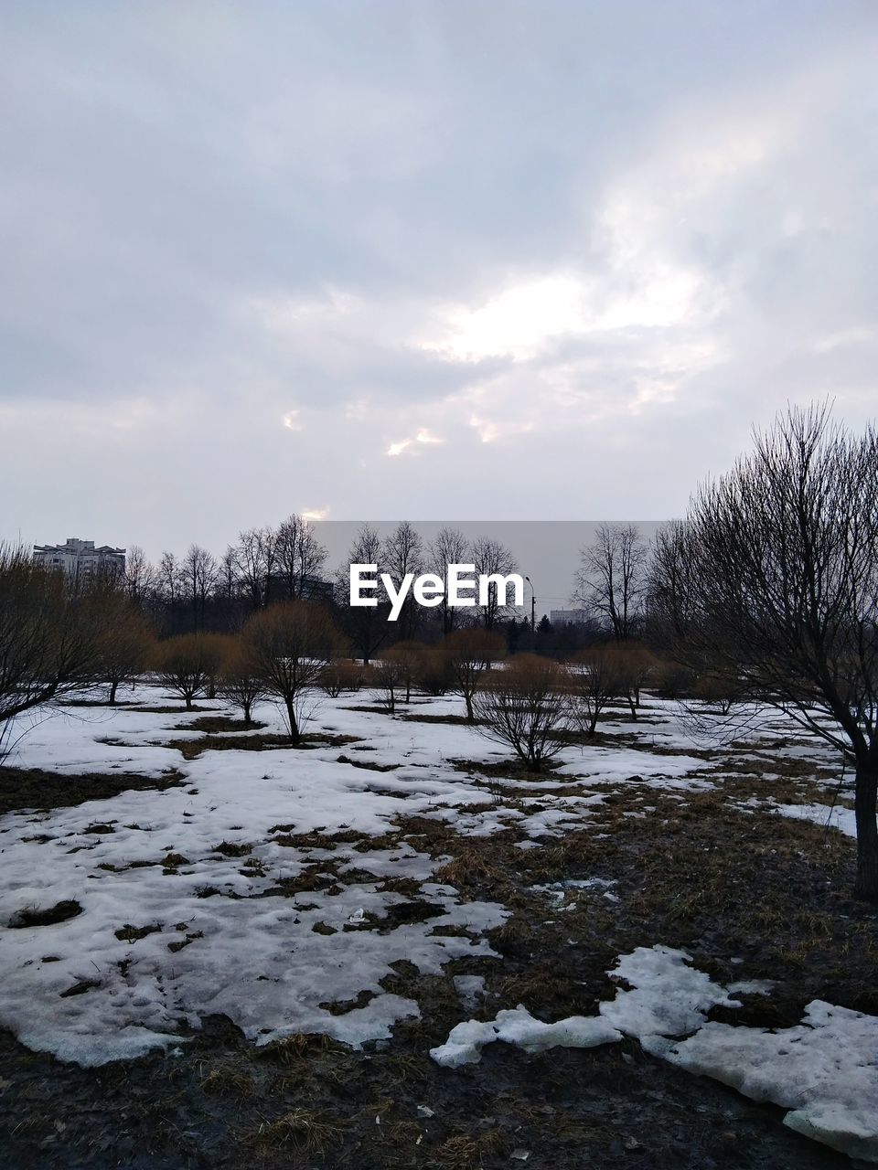 BARE TREES ON FROZEN LANDSCAPE AGAINST SKY