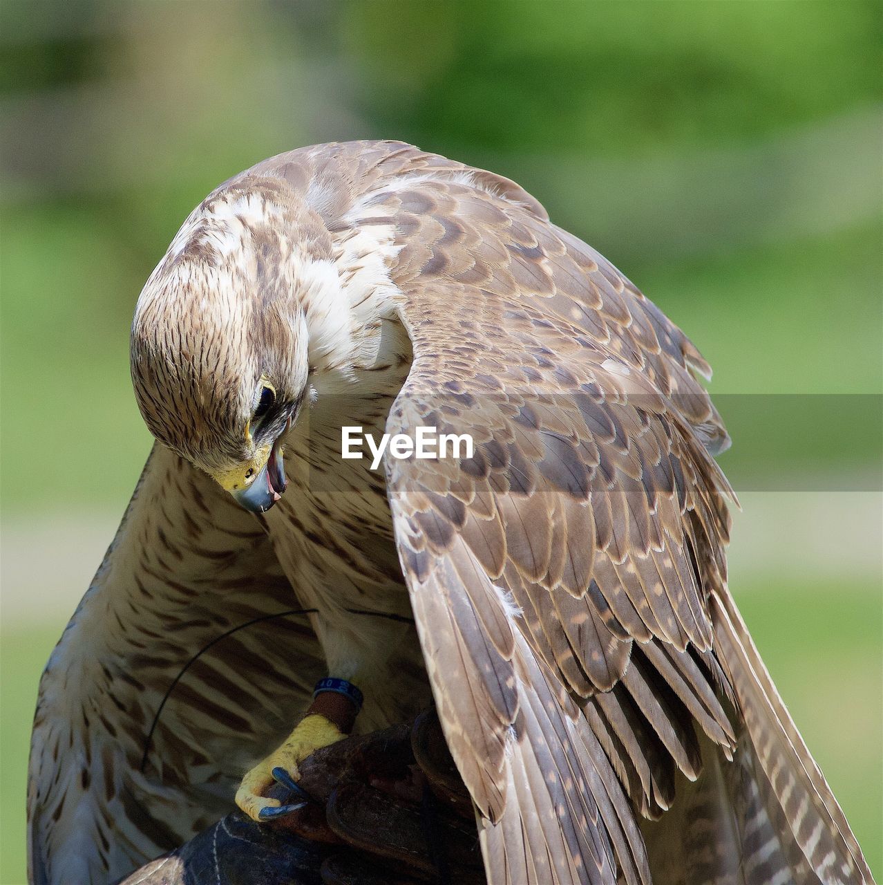 CLOSE-UP OF OWL PERCHING