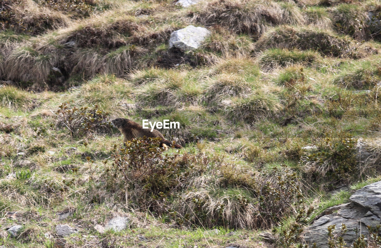 VIEW OF ANIMAL ON FIELD