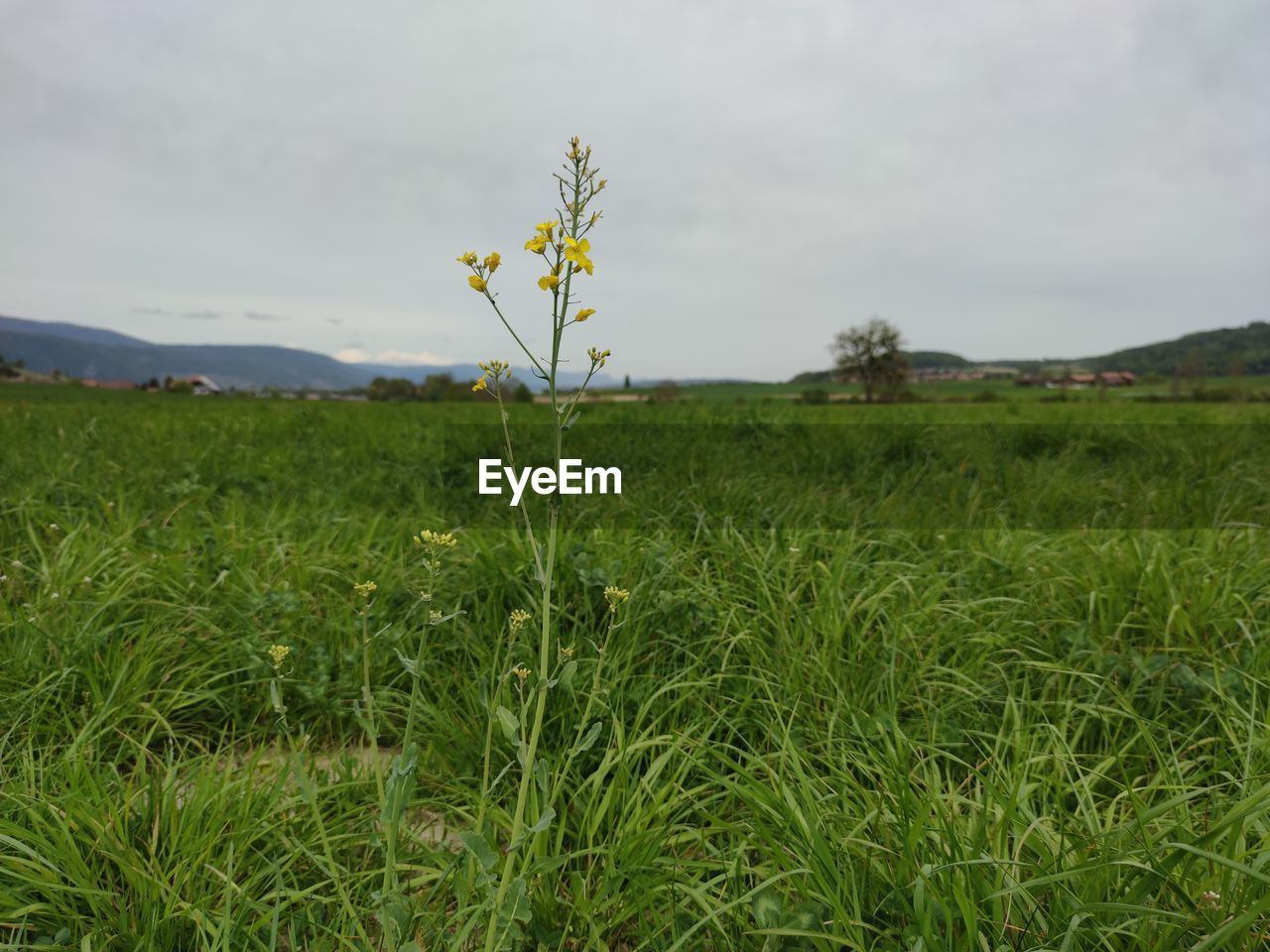 SCENIC VIEW OF GREEN FIELD AGAINST SKY