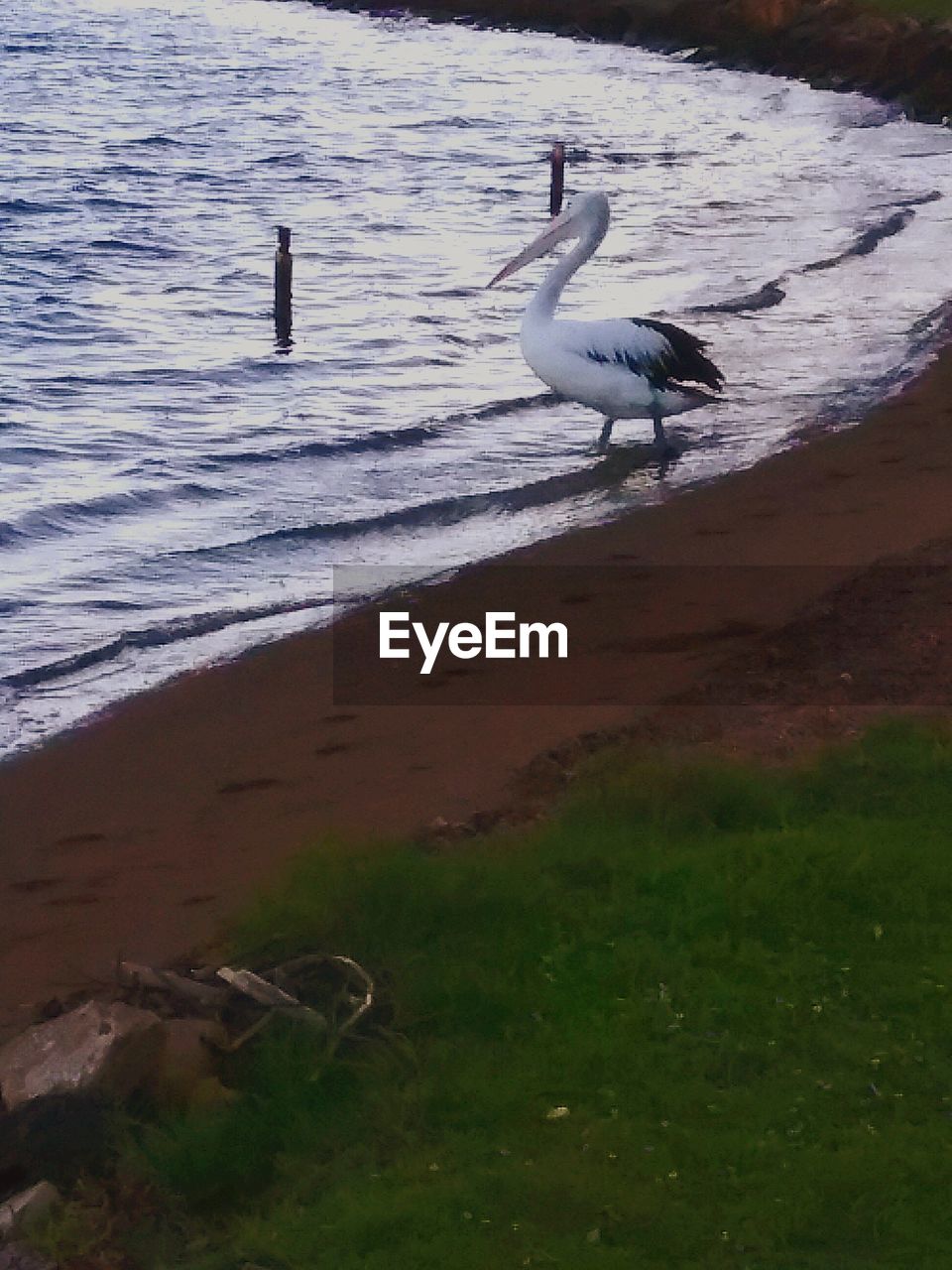 VIEW OF BIRDS IN WATER