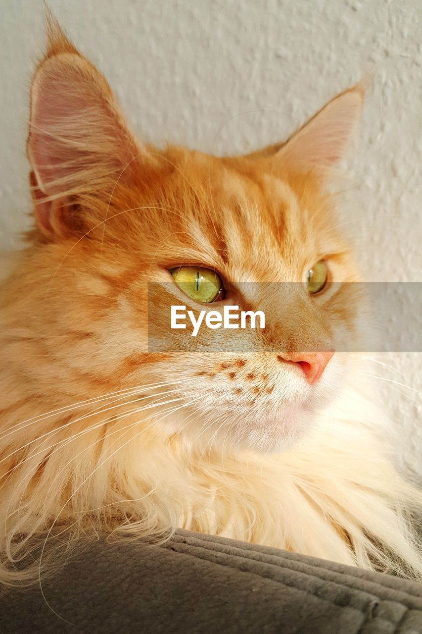 CLOSE-UP PORTRAIT OF CAT ON FLOOR