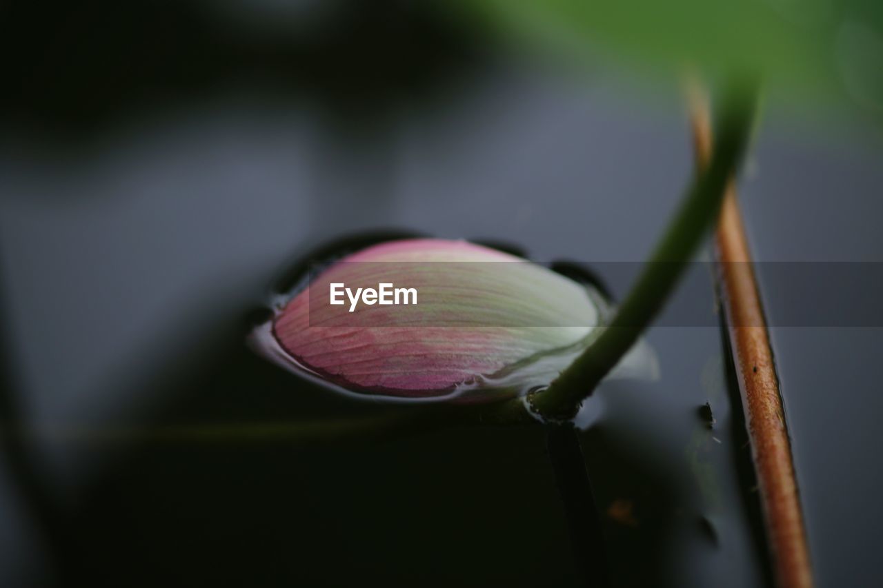 CLOSE-UP OF PINK LILY BLOOMING IN PLANT