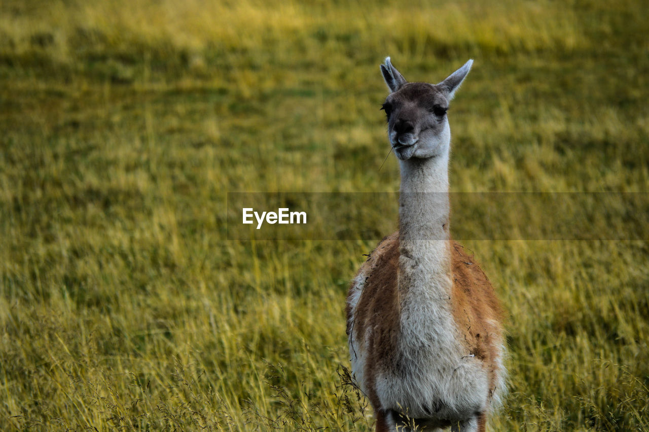 Portrait of guanaco standing in field