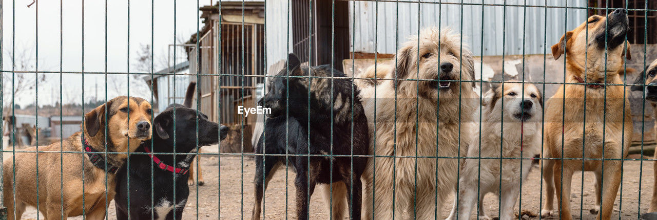 Dog in animal shelter waiting for adoption. dog behind the fences. canine behind bars. 