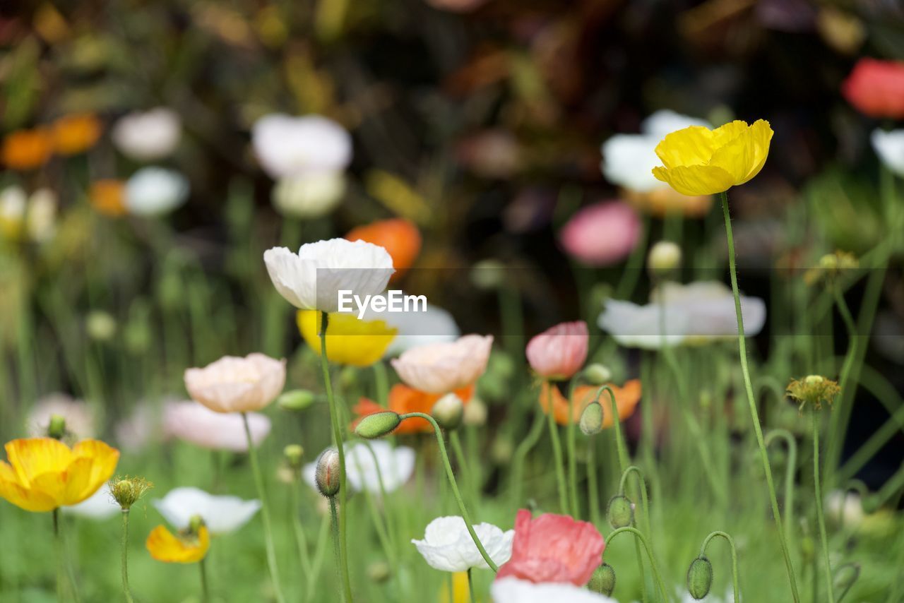 CLOSE-UP OF YELLOW FLOWERING PLANTS ON FIELD