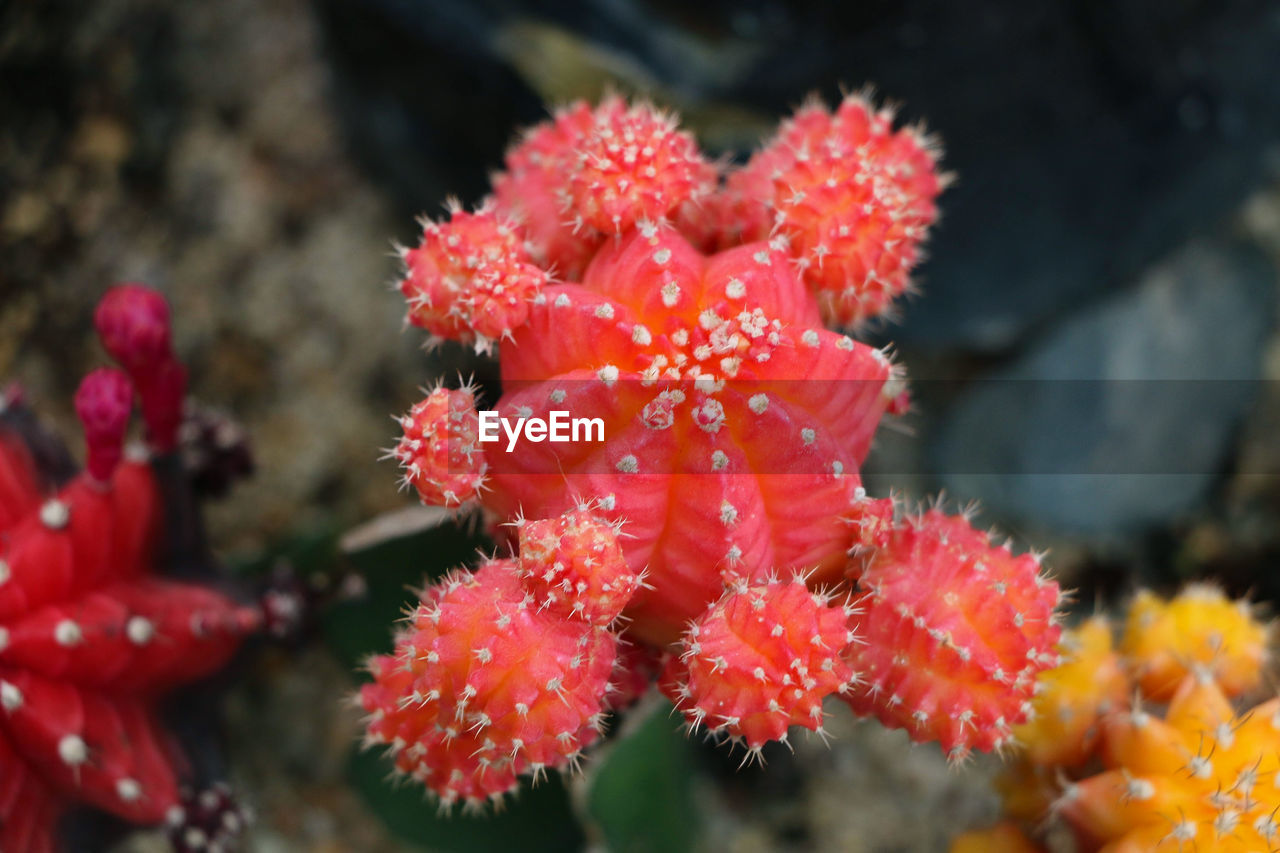 flower, nature, sea, water, close-up, red, plant, sea life, underwater, beauty in nature, undersea, no people, marine, animal wildlife, macro photography, reef, wildlife, coral, outdoors, animal themes, animal, growth, day, flowering plant