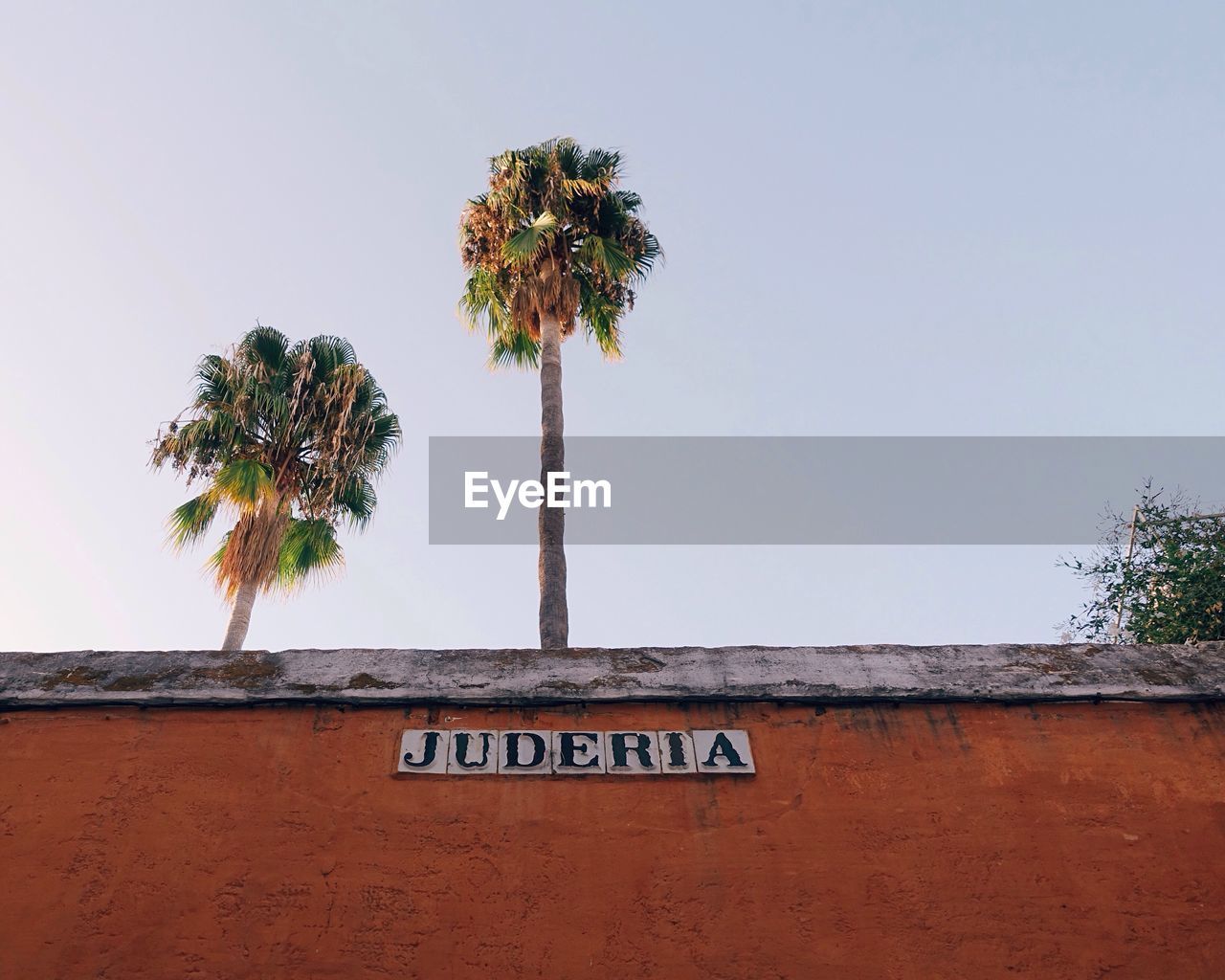 Low angle view of juderia text on wall against palm trees