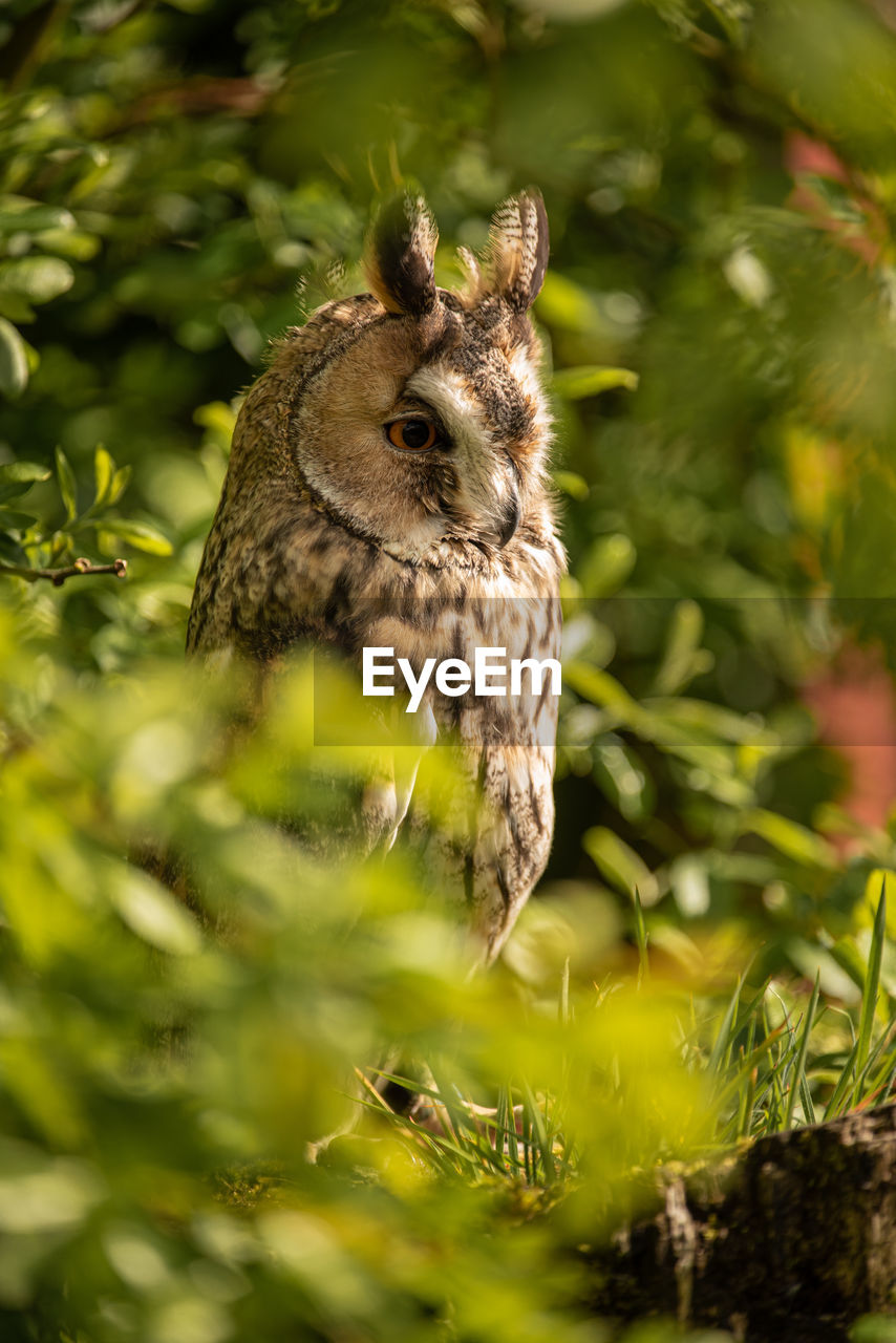 Long eared owl